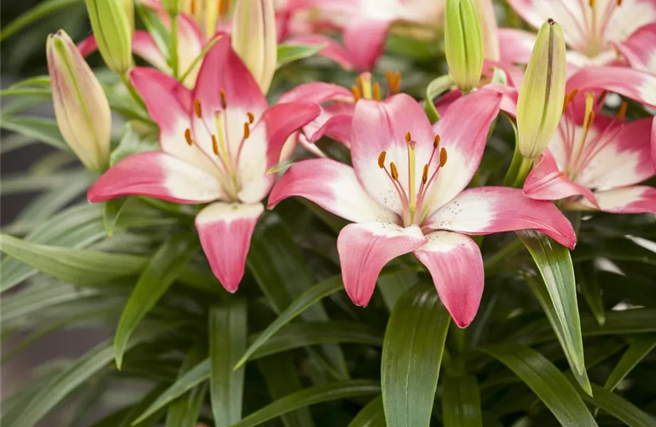 Gartenjahr voller Blüten – Blumenzwiebeln für jede Jahreszeit