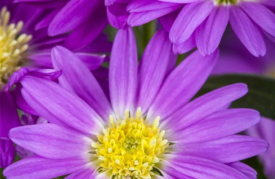 Astern – Die Stars in Ihrem Garten