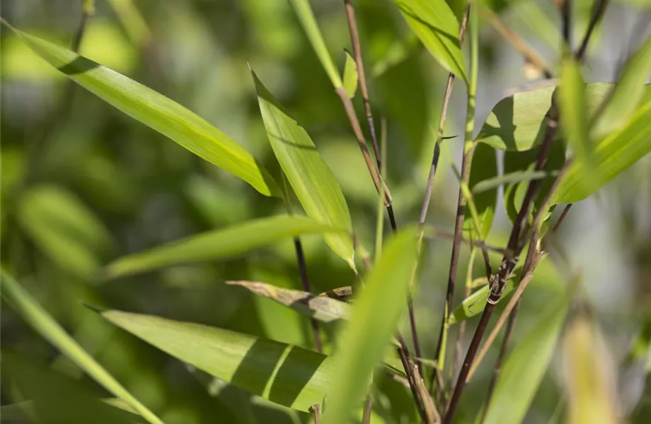 Bambus – das exotische Multitalent im Garten