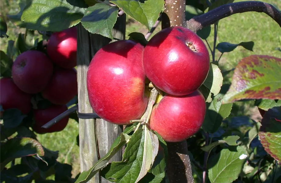 Bäume und Sträucher im Frühjahr – es müssen nicht immer Blumen sein