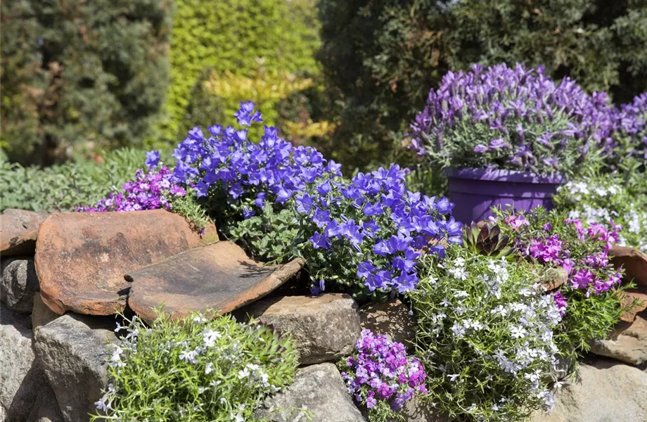 Die Glockenblume als perfekter Nachbar im Garten