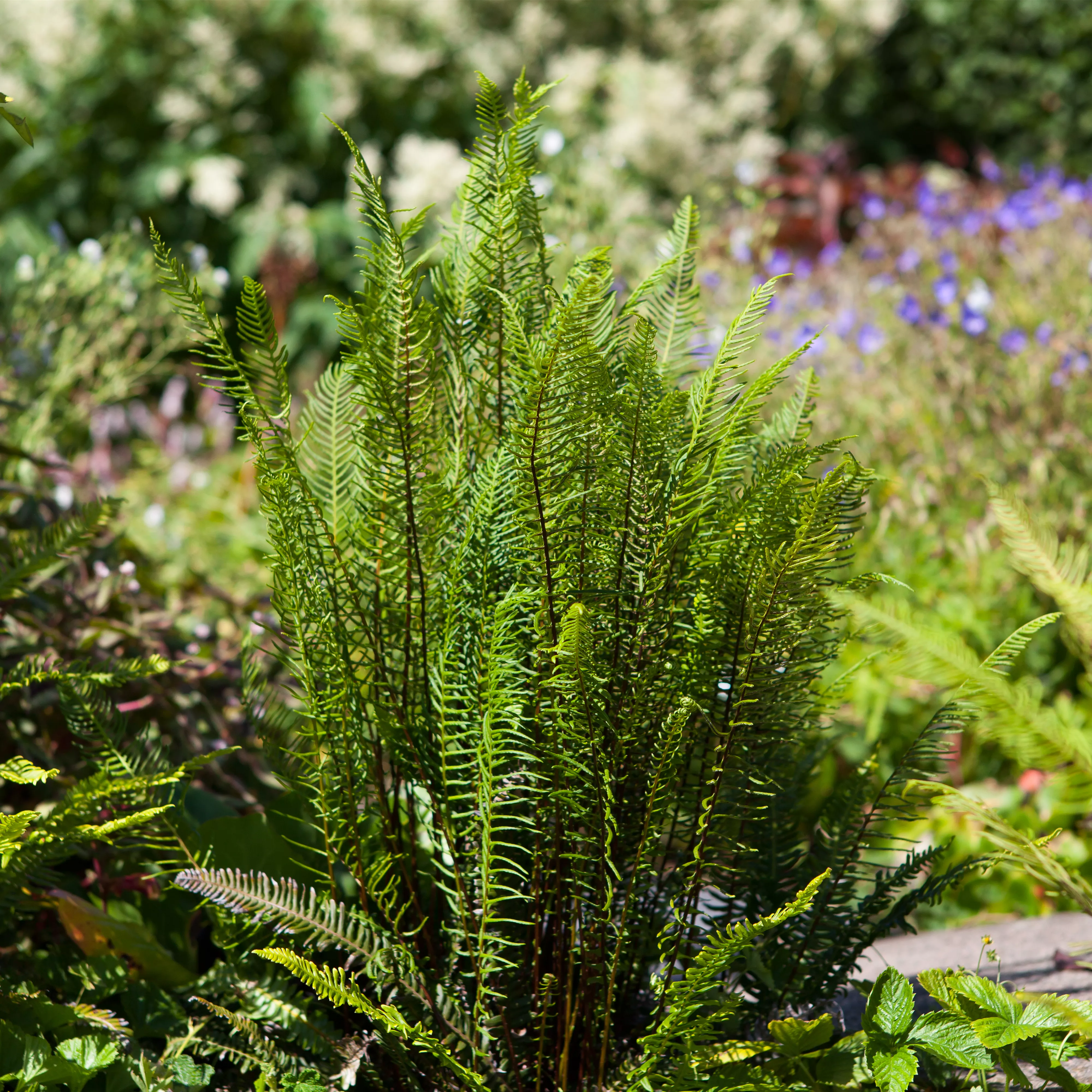 Feuchtzonen im Garten