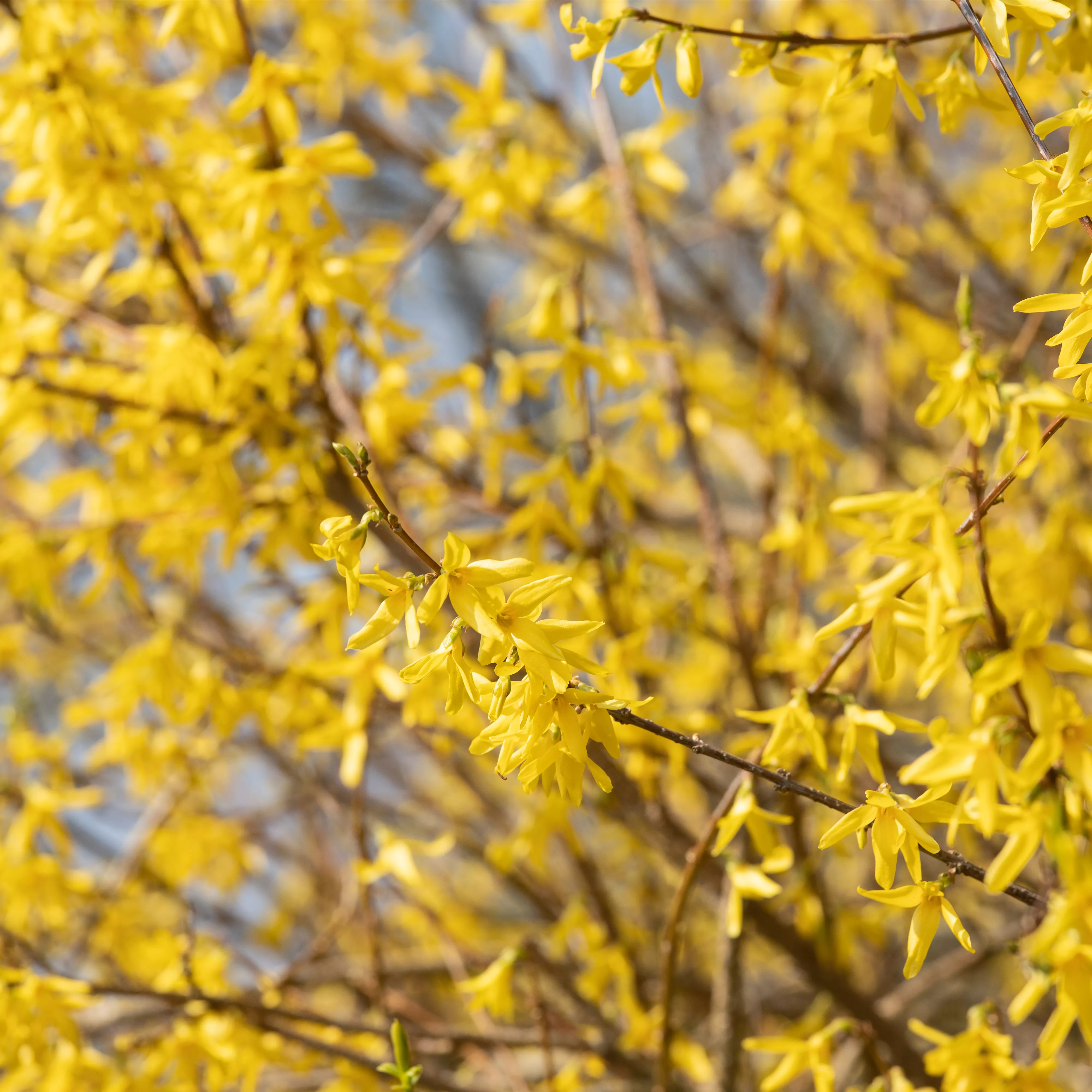 Forsythie – der goldene Frühlingsbote