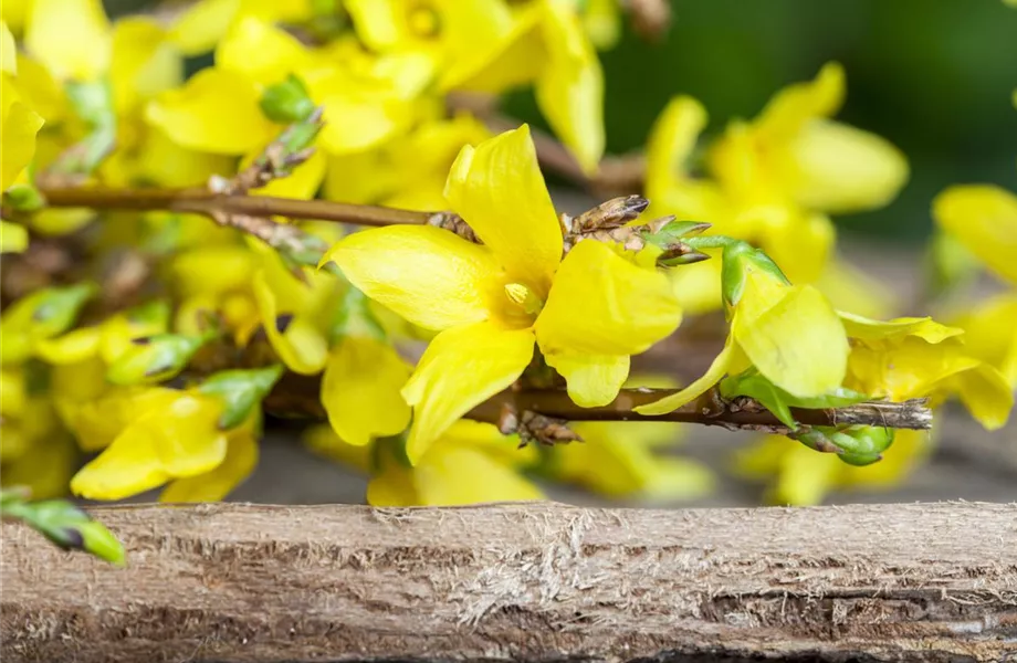 Forsythie – der goldene Frühlingsbote