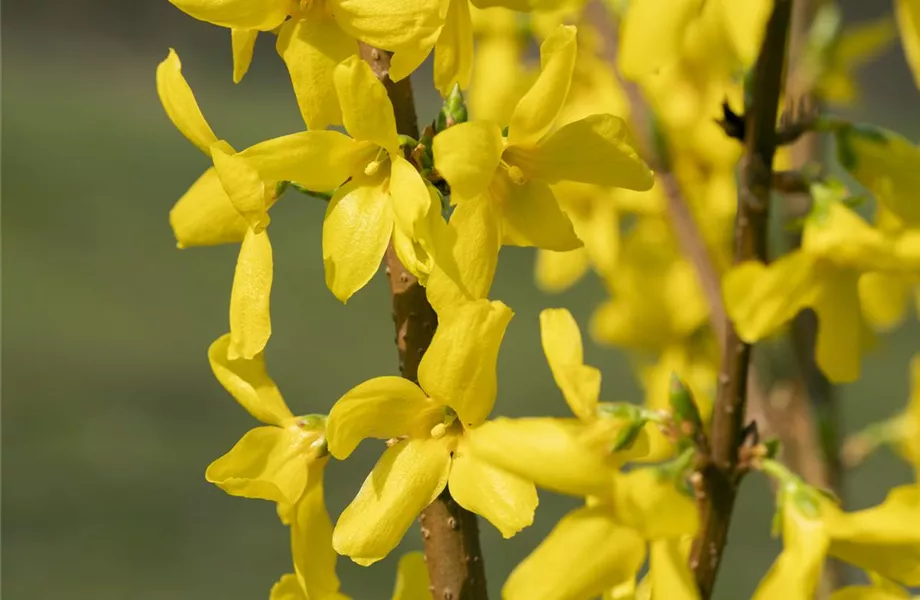 Forsythie – der goldene Frühlingsbote