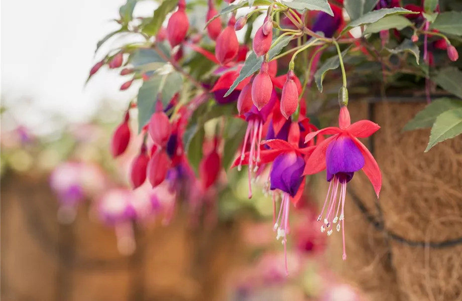 Fuchsien – exotische Schönheiten für Balkon und Garten