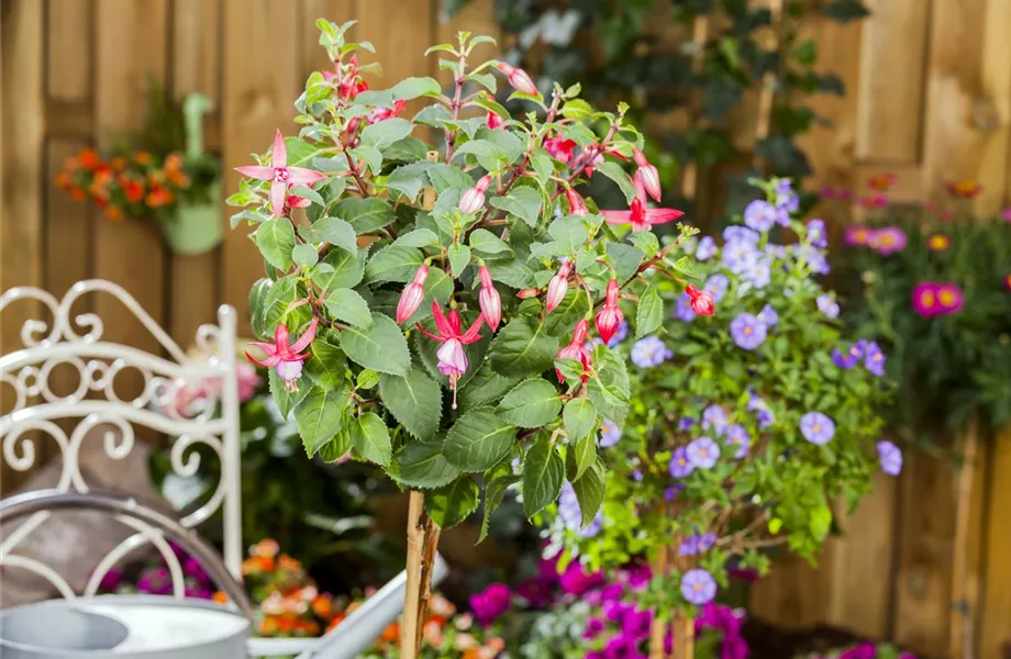 Fuchsien – exotische Schönheiten für Balkon und Garten