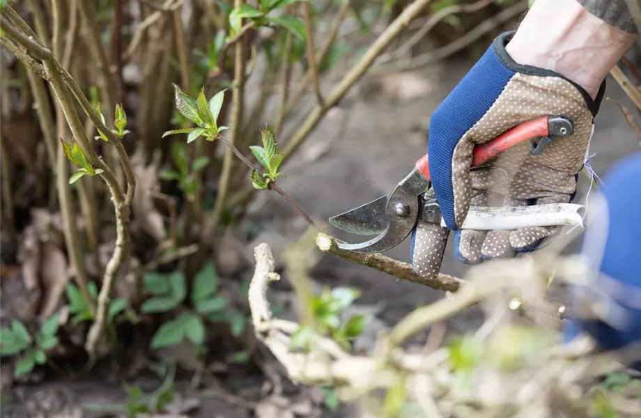 Alte Blütenstände machen Platz für neue Blüten