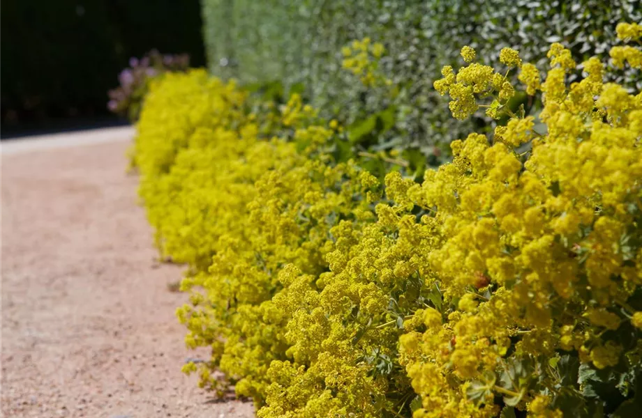 Gartenzauber im Zaubergarten. Etwas Magie gefällig?