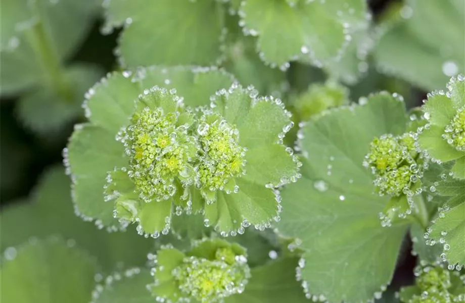 Blackbox-Gardening – die kreative Idee mit den großen Überraschungseffekten