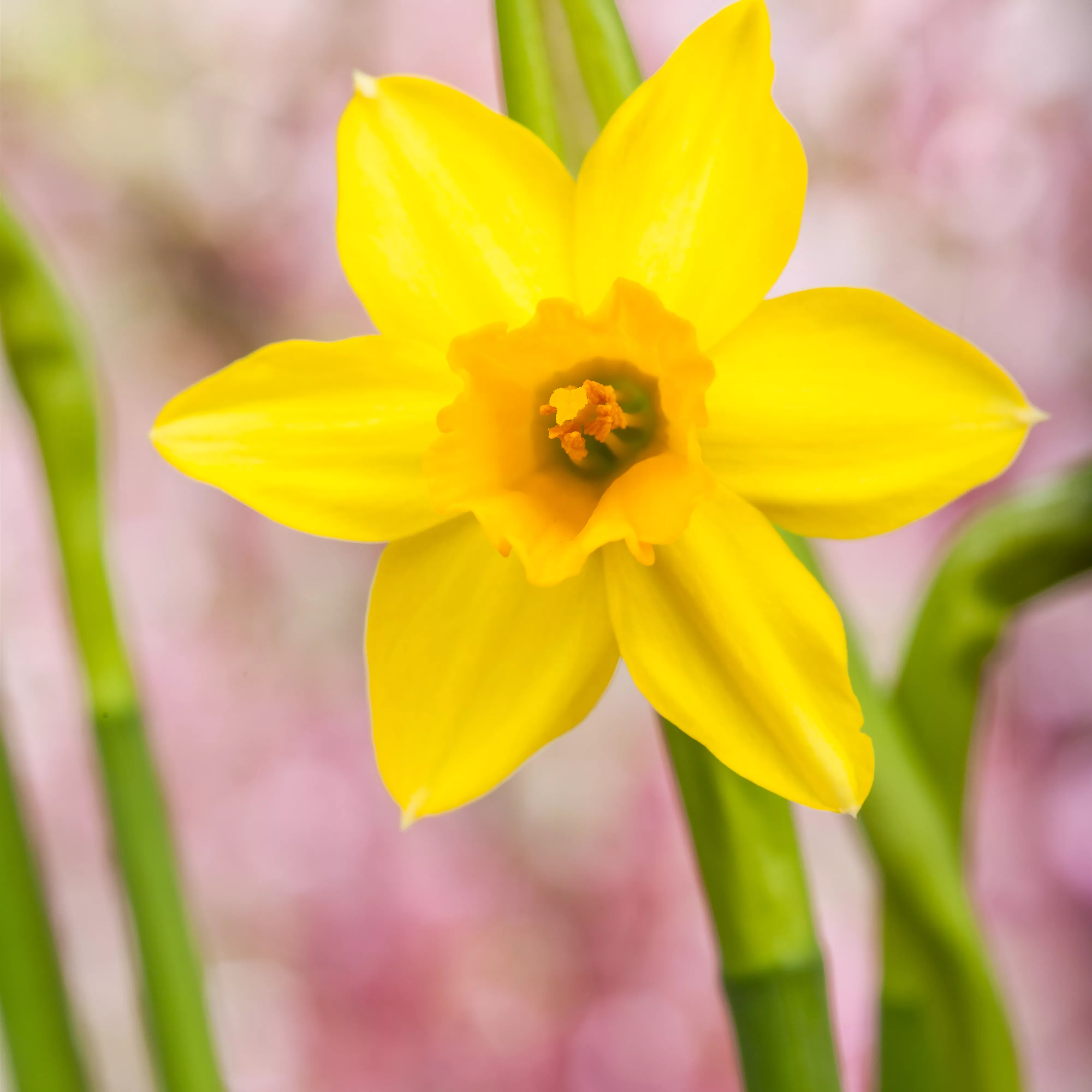 Narzissen – Frühling im Garten