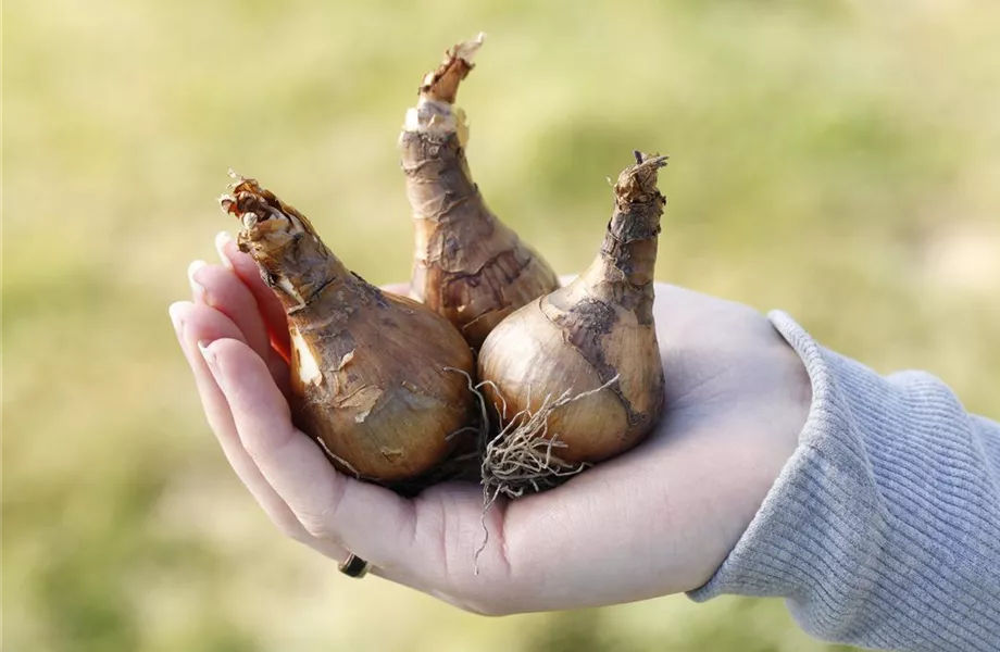 Narzissen – Frühling im Garten