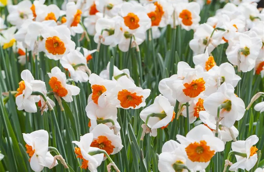 Narzissen – Frühling im Garten