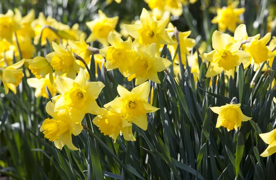 Bunter Frühling mit Blumenzwiebel und Co. – eine Übersicht