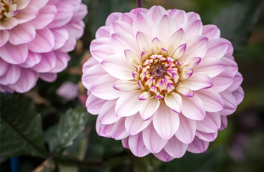 Dahlien – Blütenzauber im Sommer