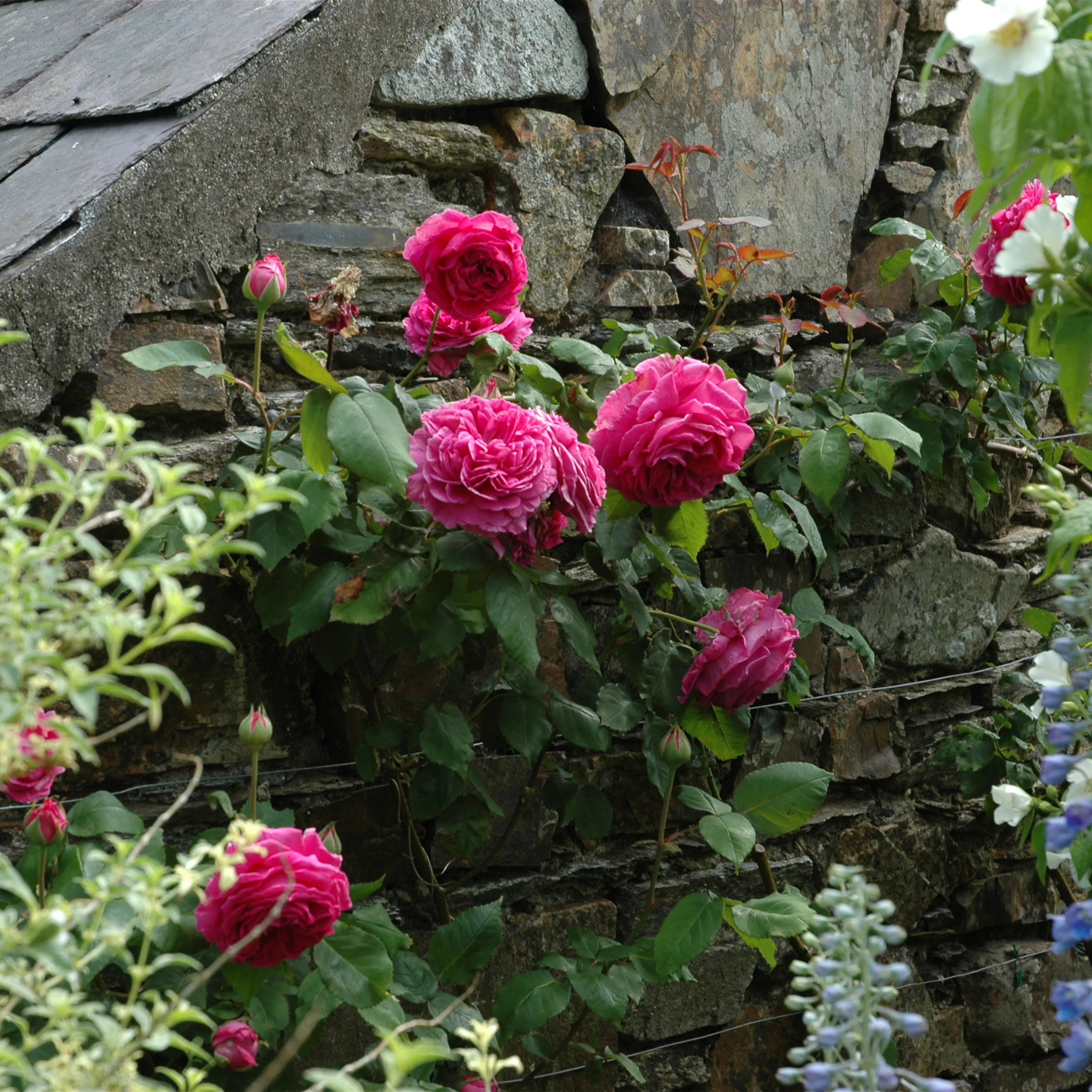 Rosenpflege – pflanzen, schneiden, düngen